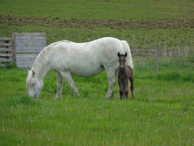  Caballo y poni 